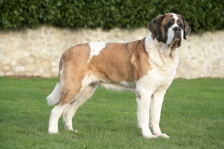 saint bernard adulte