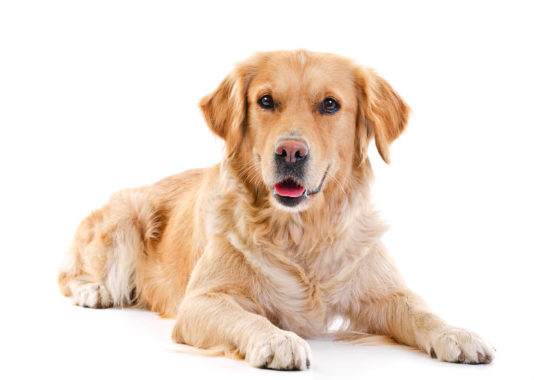 Golden Retriever: caractère, éducation & santé