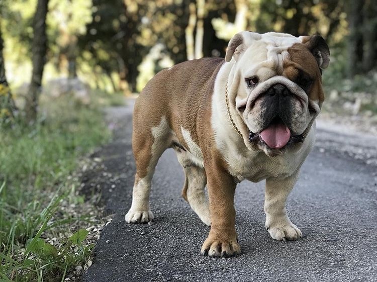 https://www.zooplus.be/magazine/wp-content/uploads/2017/10/Englische-Bulldogge.jpg