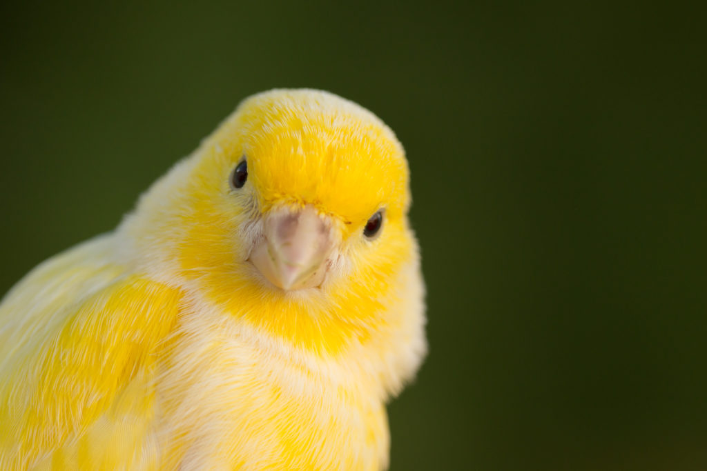 sons de canari sons de canari
