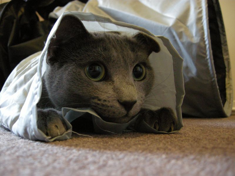 chat joue avec du tissu