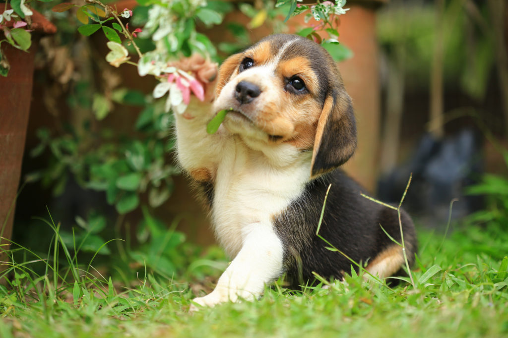 chiot Beagle
