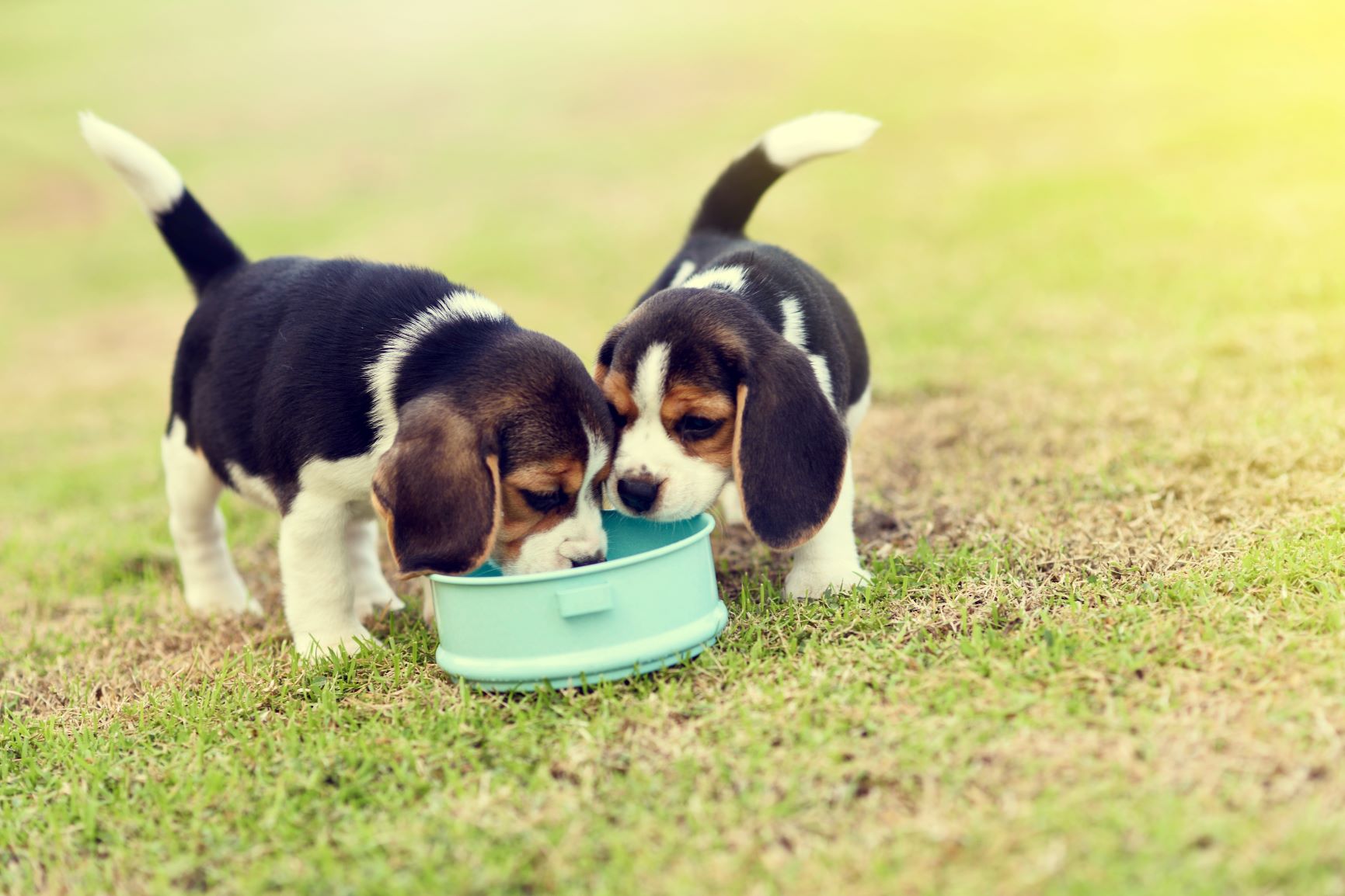 chiot beagle