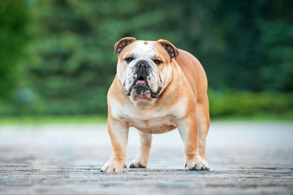 bulldog anglais dans la rue bulldog anglais dans la rue