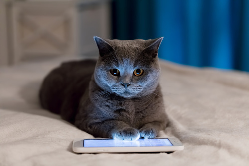 un chat et un téléphone