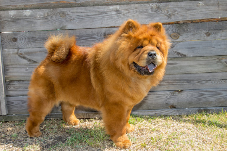 Chow-Chow Chow-Chow