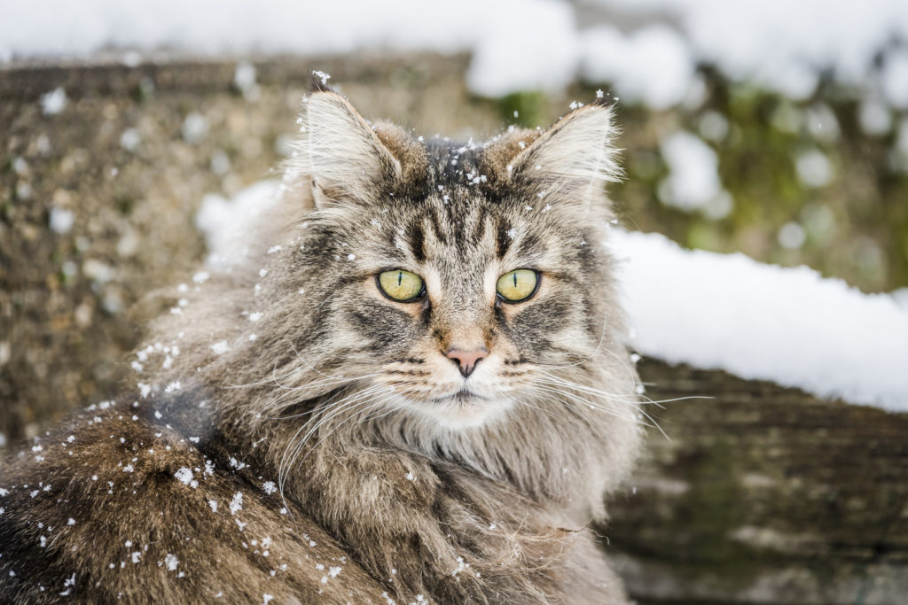 chat Norvégien