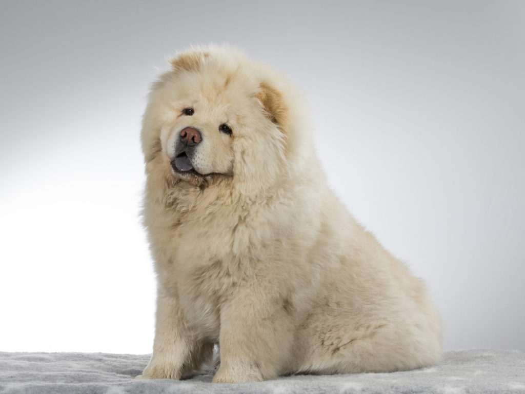 Chow-Chow blanc