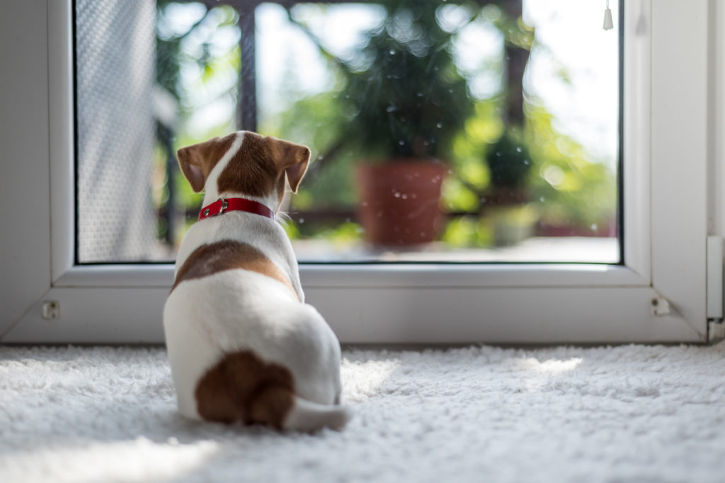 apprendre à son chiot à rester seul apprendre à son chiot à rester seul
