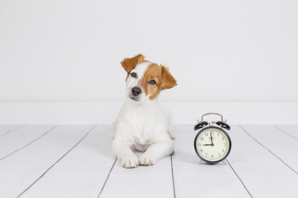 apprendre à son chiot à rester seul chiot seul à la maison
