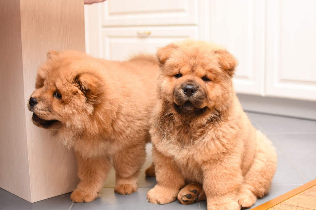 chiots Chow-Chow