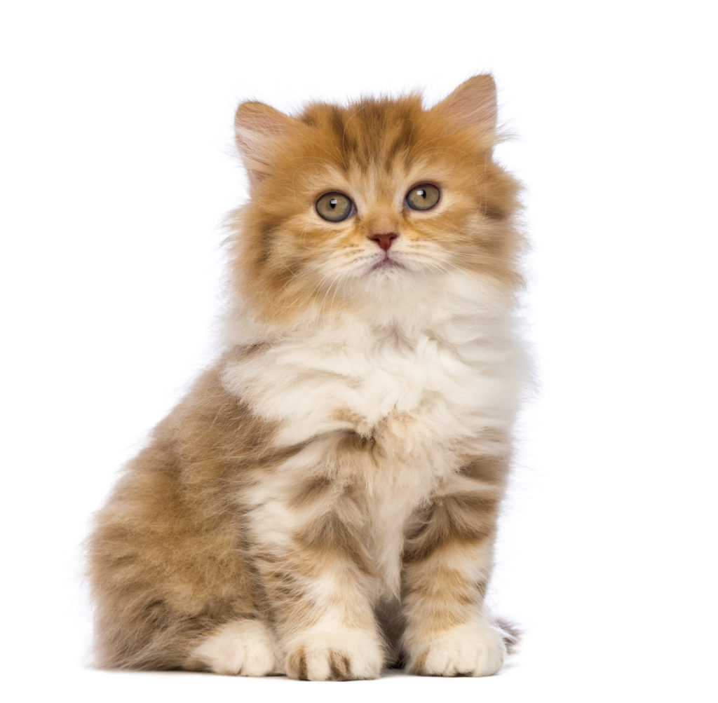 British Longhair chaton