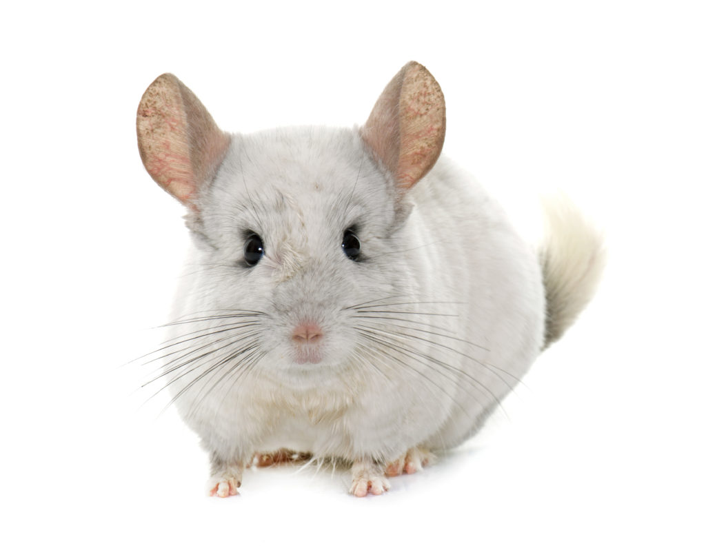 chinchilla domestique chinchilla domestique