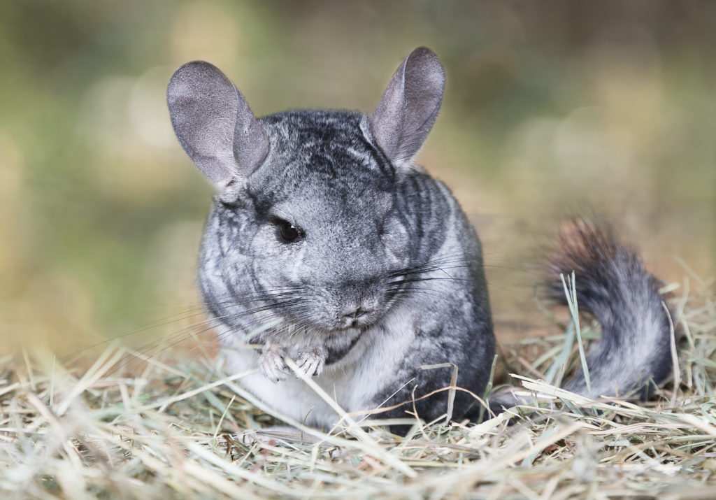 chinchilla domestique