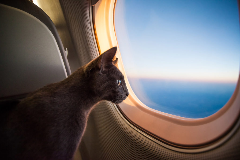 Voyager avec un chat : comment le transporter ?