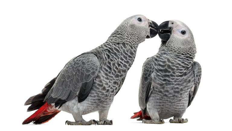 pourquoi adopter un couple d'oiseaux