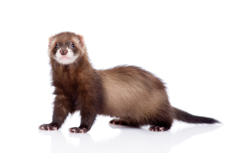 furet domestique