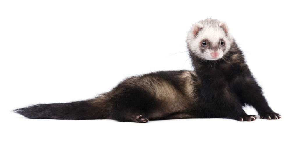 Furet domestique - Infos, conseils & photos