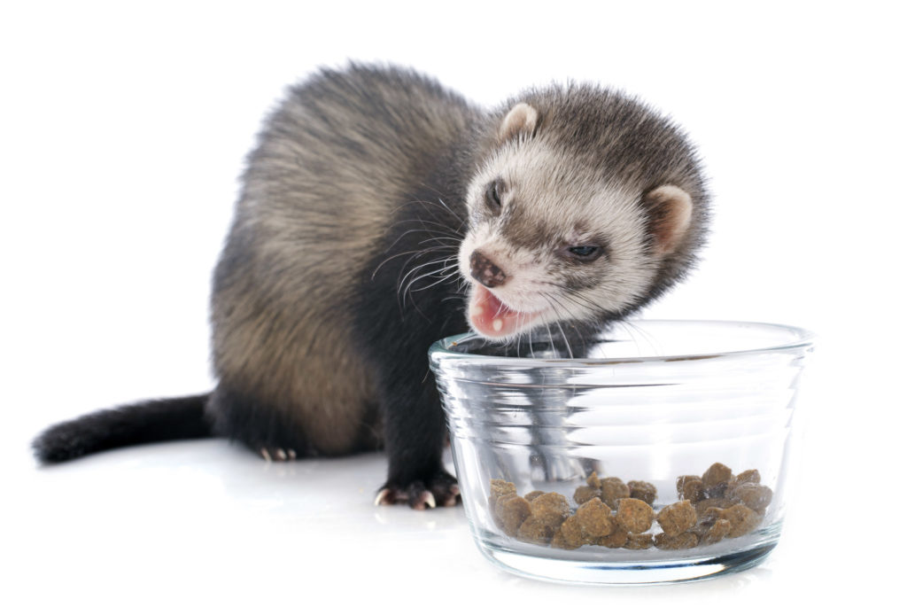 Comment choisir un furet ?