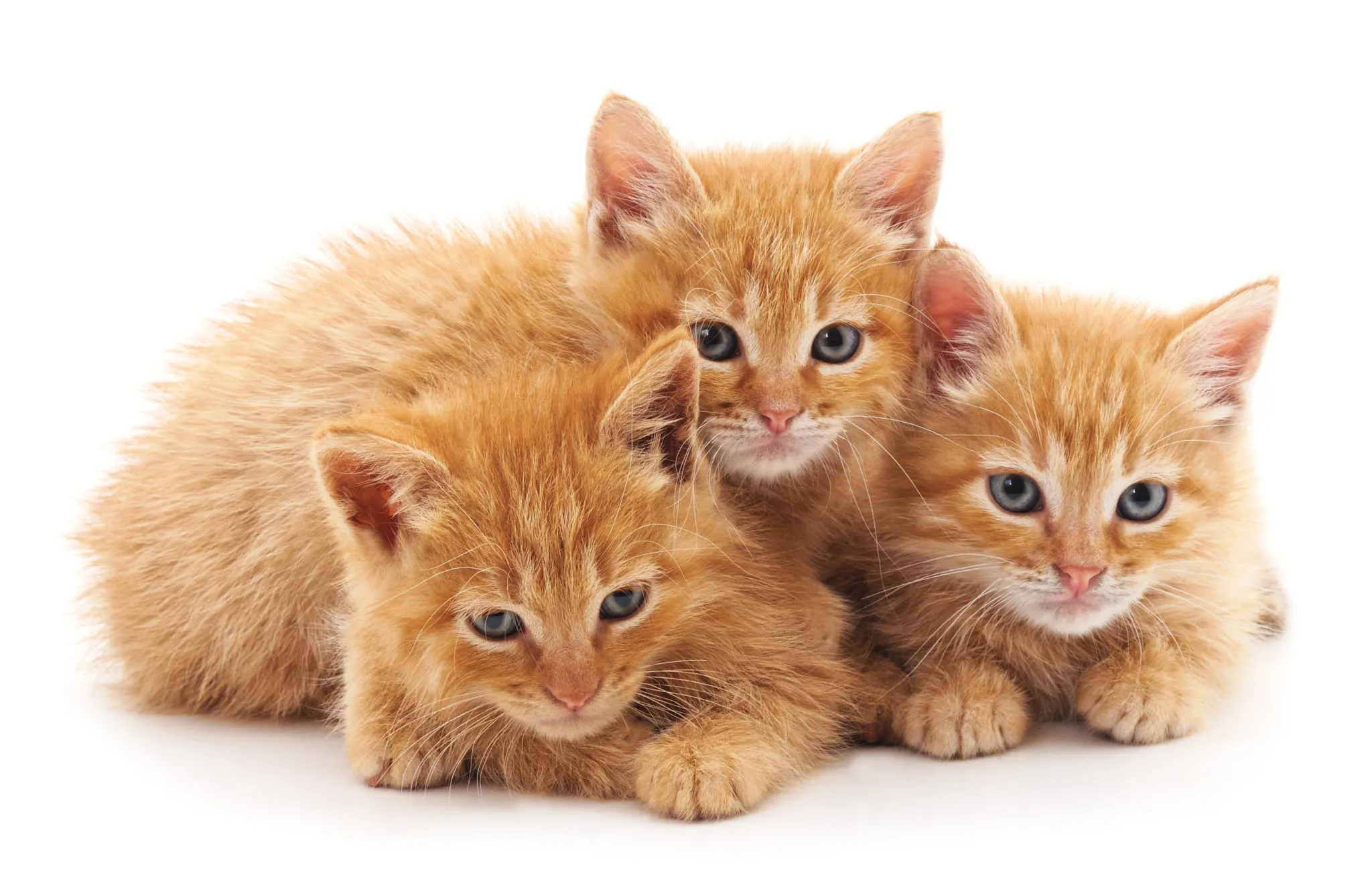 accueillir un deuxième chat