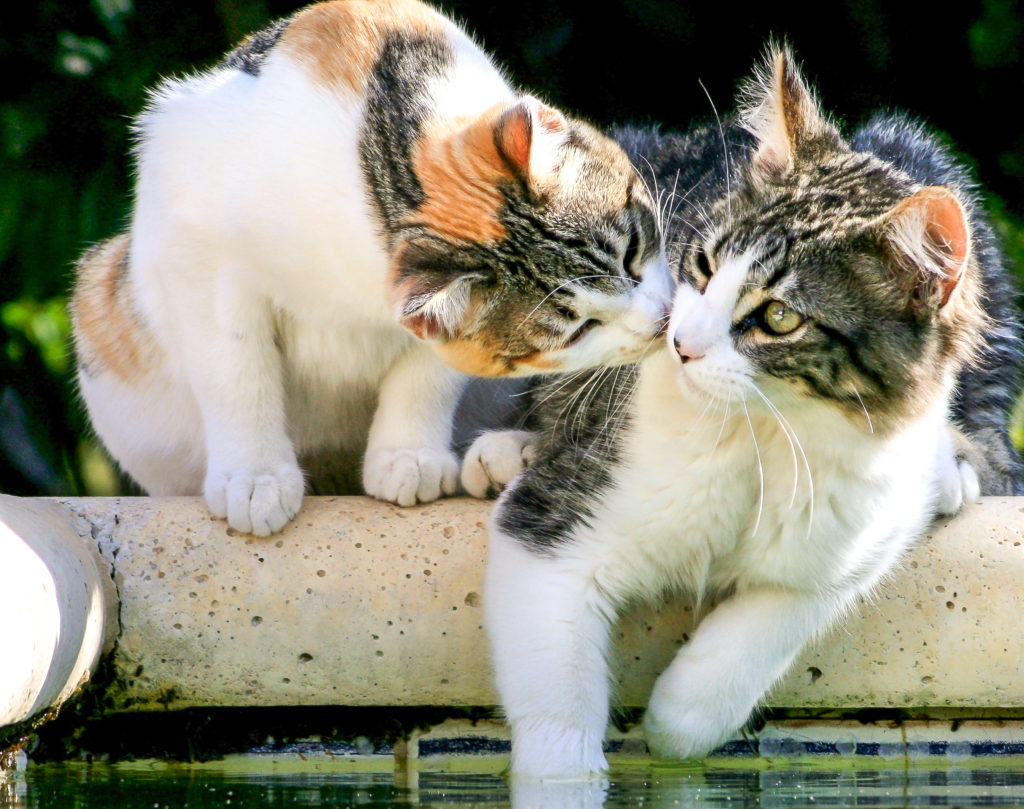 deux chats cohabitent