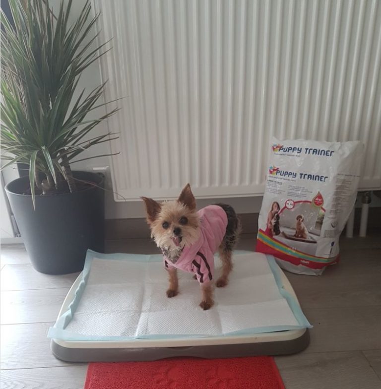 Accessoires pour chiens