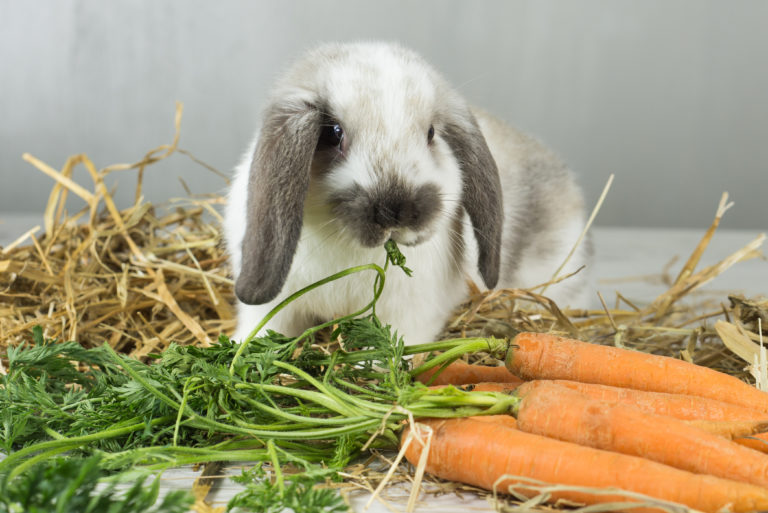 lapin bélier entouré de carottes et de foin