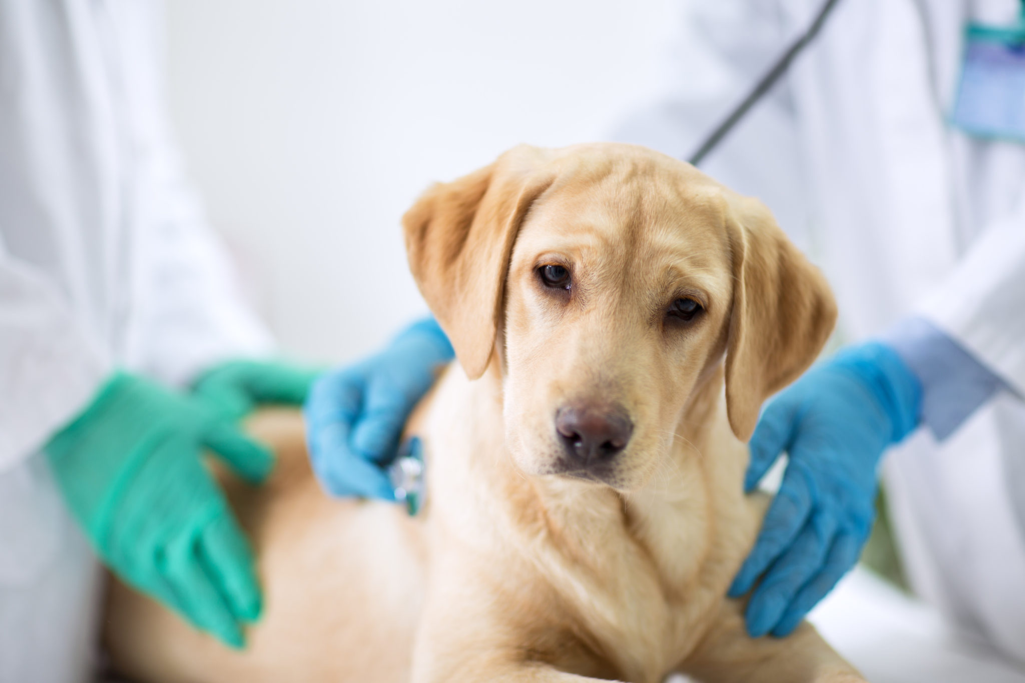 La diarrhée chez le chien : causes, symptômes, traitement | zooplus