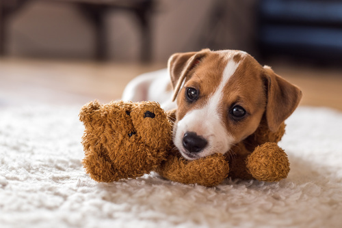 adopter un chiot accessoires indispensables