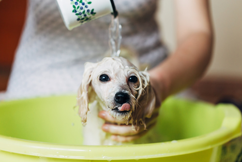 accessoires pour chiot soin