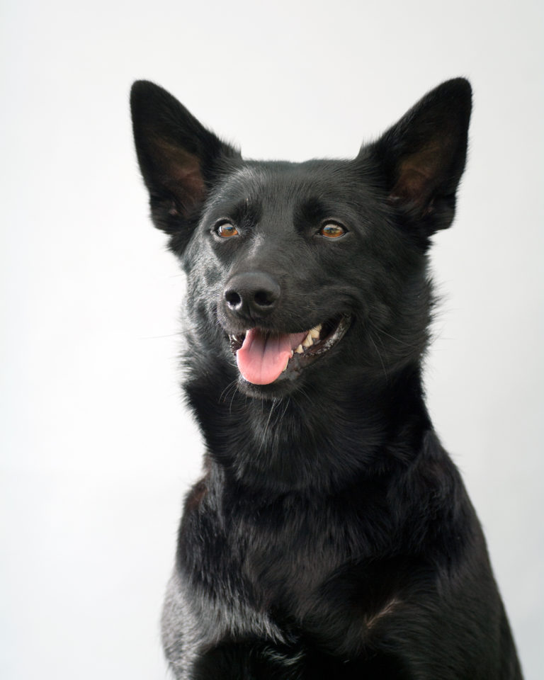 Kelpie australien Kelpie australien