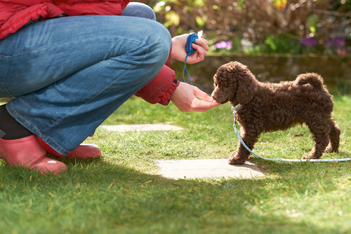 accessoires pour chiot