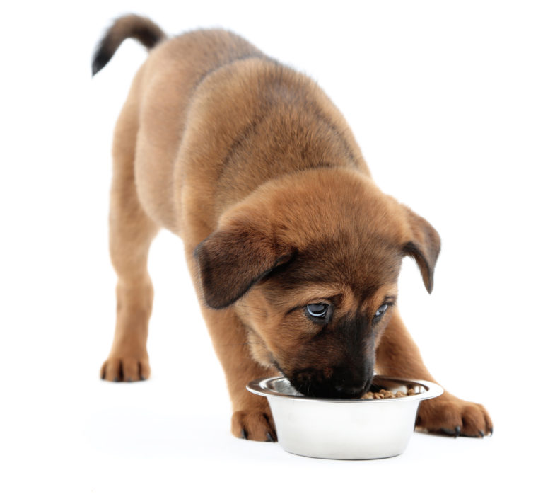 Comment bien nourrir votre chiot ? Chiot qui mange des croquettes dans sa gamelle
