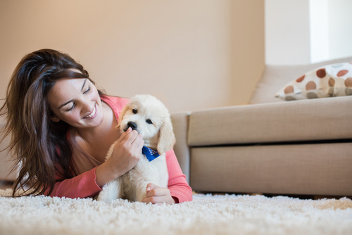 accessoires pour chiot