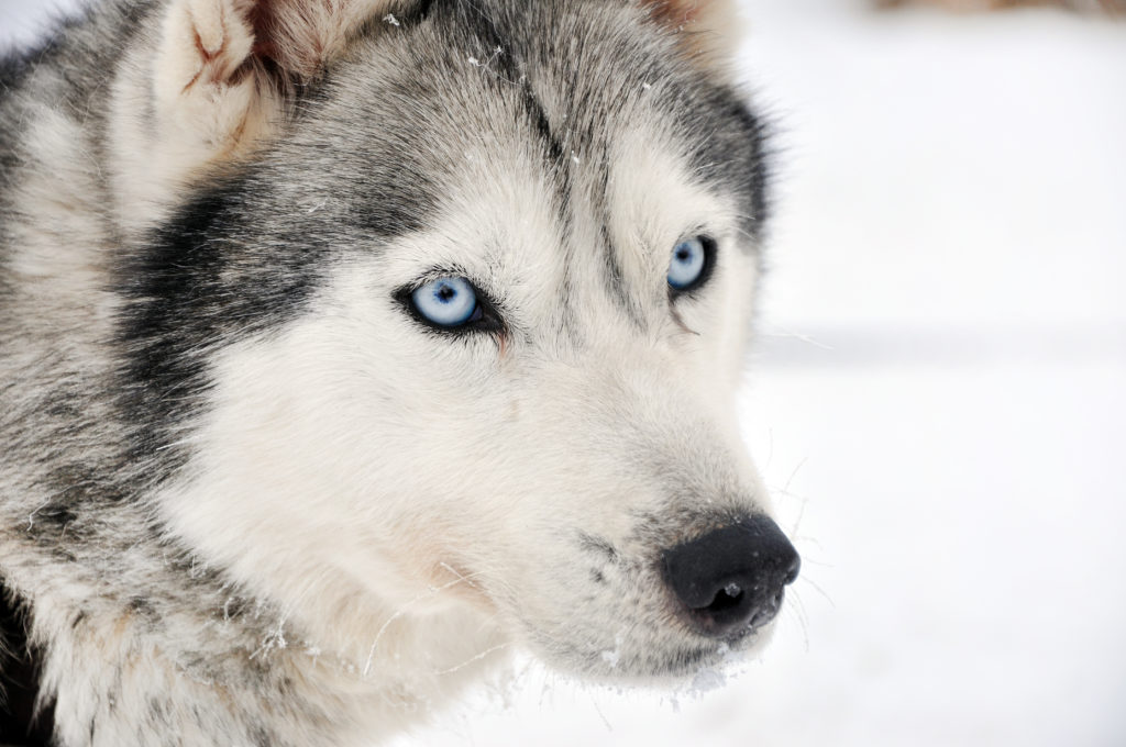Husky de Sibérie caractère, origine, santé & éducation zooplus
