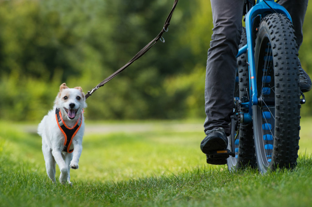 faire du vélo avec son chien