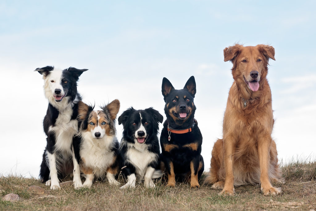 dogsitter pour faire garder son chien pendant les vacances