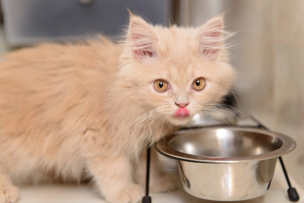 chaton qui mange des croquettes