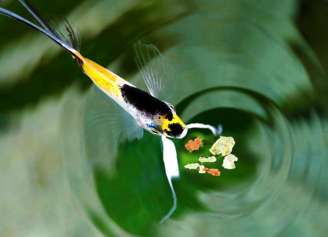 bien nourrir ses poissons d'aquarium