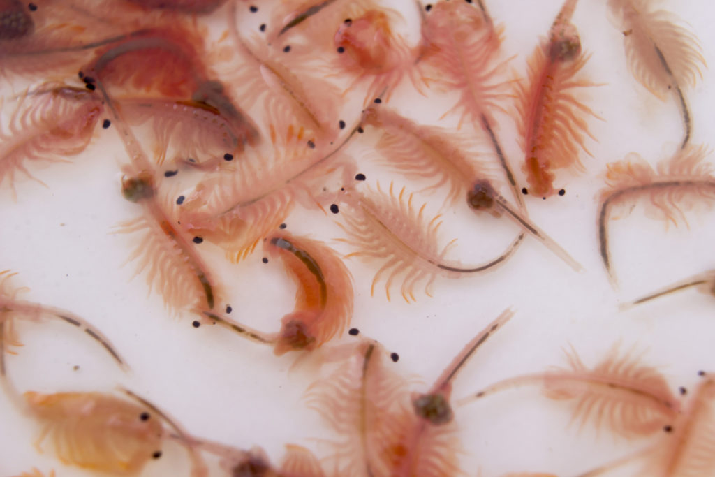 nourriture vivante pour poissons d’aquarium nourriture vivante pour poissons d'aquarium