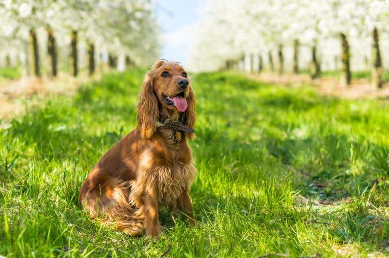 Cocker Spaniel anglais assis dans l´herbe