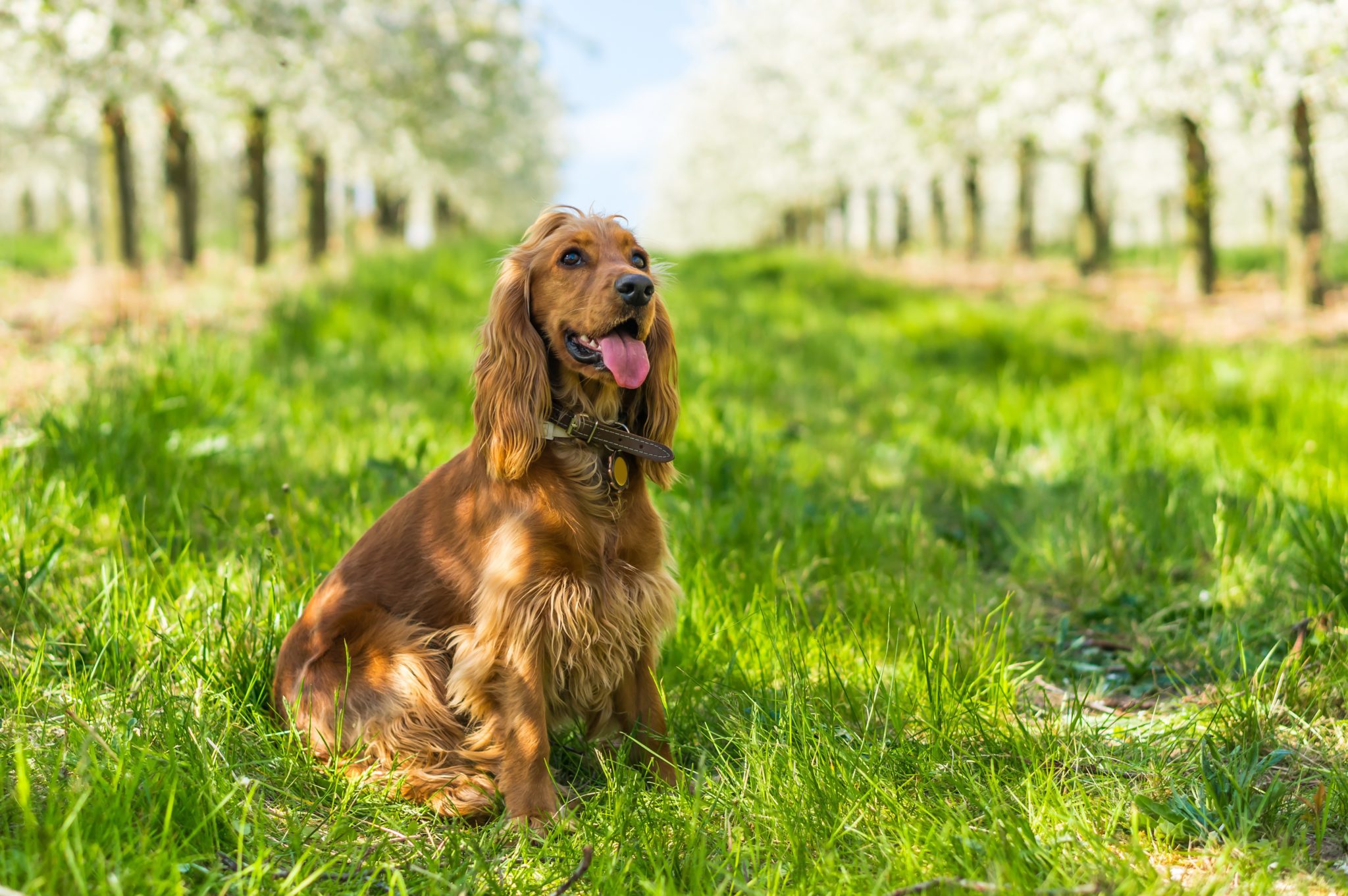 Cocker Spaniel Anglais Caractère Santé Et éducation Zooplus