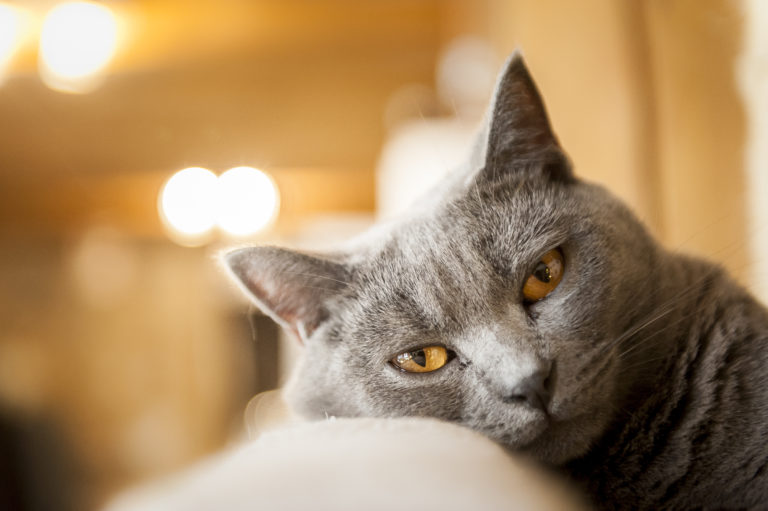 Chartreux Chat Caractere Sante Elevage Adoption Zooplus