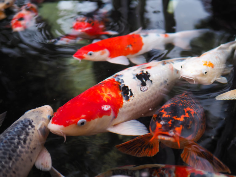 Poisson rouge pour bassin de jardin