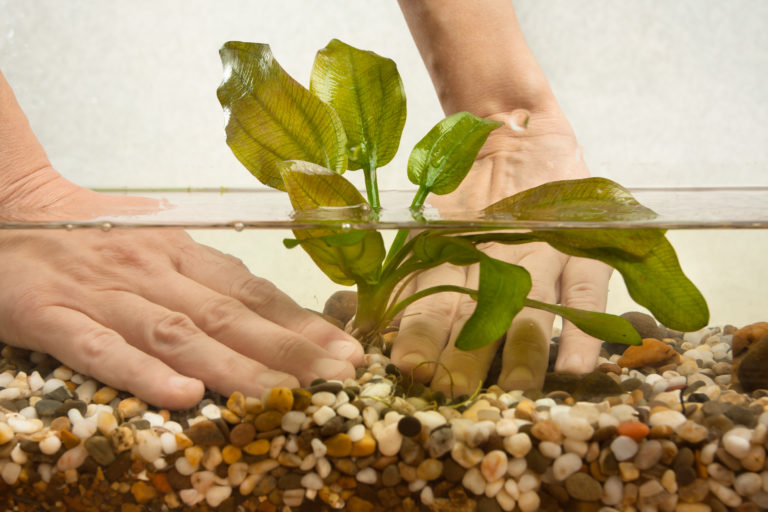 plantes d'aquarium