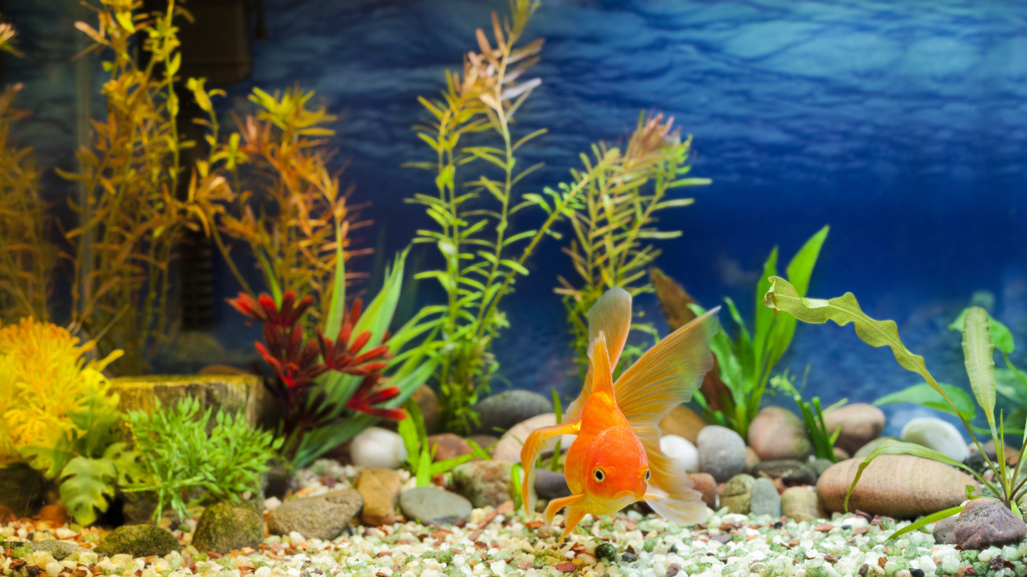 Maladies des poissons d'aquarium : les plus communes