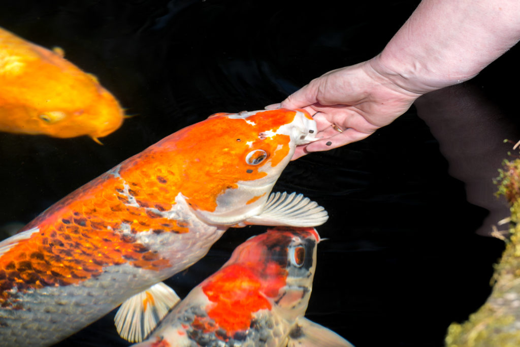 Vacances poisson rouge ! Comment nourrir ses poissons pendant les