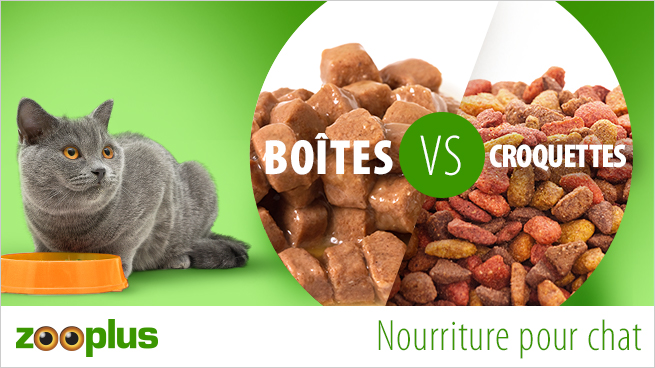 L'Alimentation Chat Naturelle : quels avantages et bienfaits ? –