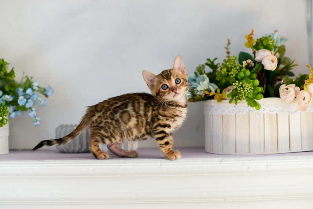 chaton bengal chaton bengal