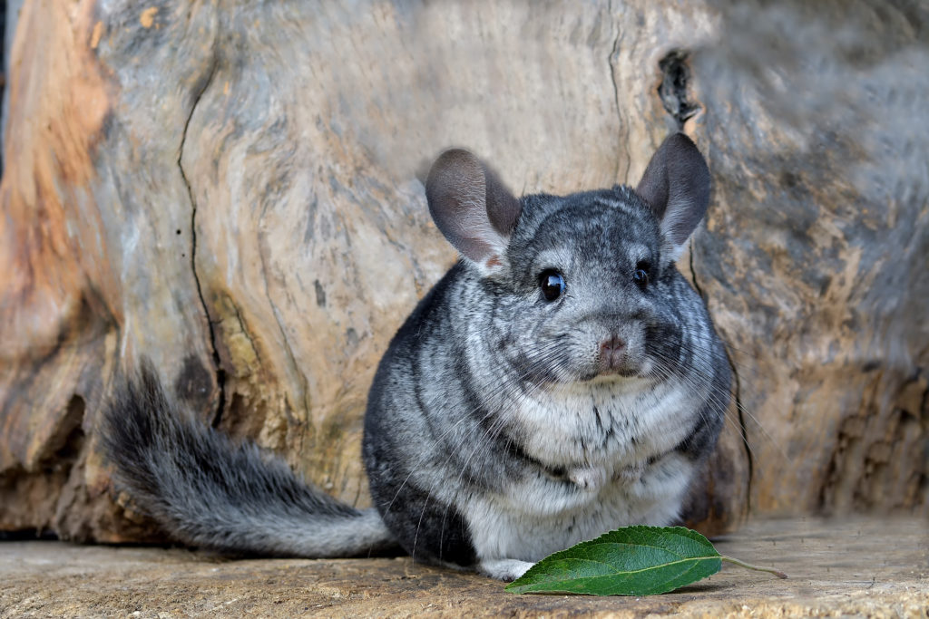 maladies du chinchilla maladies du chinchilla